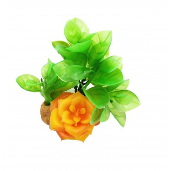 ΔΙΑΚΟΣΜΗΤΙΚΟ ΦΥΤΟ ΕΝΥΔΡΕΙΟΥ